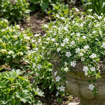 Bacopa Seeds - Heirloom Flower Plant for Home Gardens