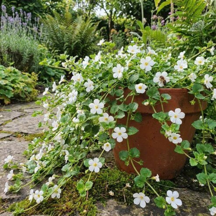 Bacopa Seeds - Heirloom Flower Plant for Home Gardens