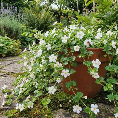 Bacopa Seeds - Heirloom Flower Plant for Home Gardens