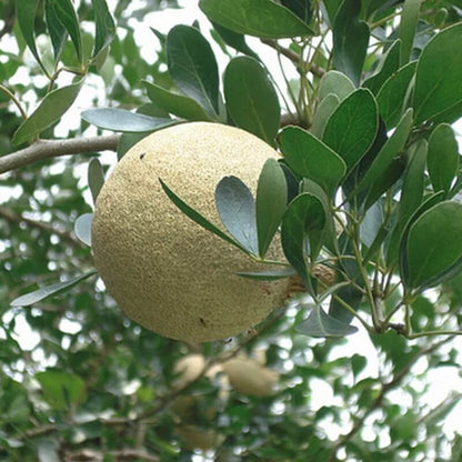 Bael Seeds 