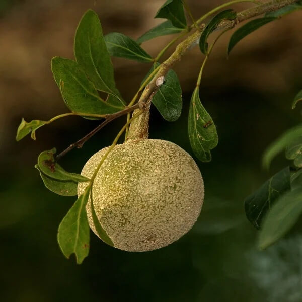 Bael Seeds 