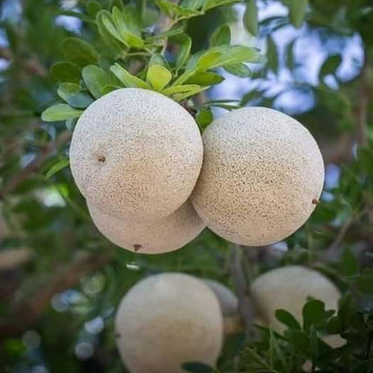 Bael Seeds 