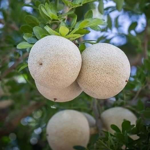 Bael Seeds 