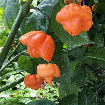Bahamian Goat Pepper Seeds  - Vegetable Plant