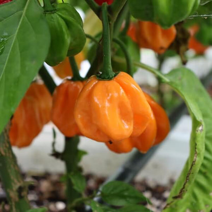 Bahamian Goat Pepper Seeds  - Vegetable Plant