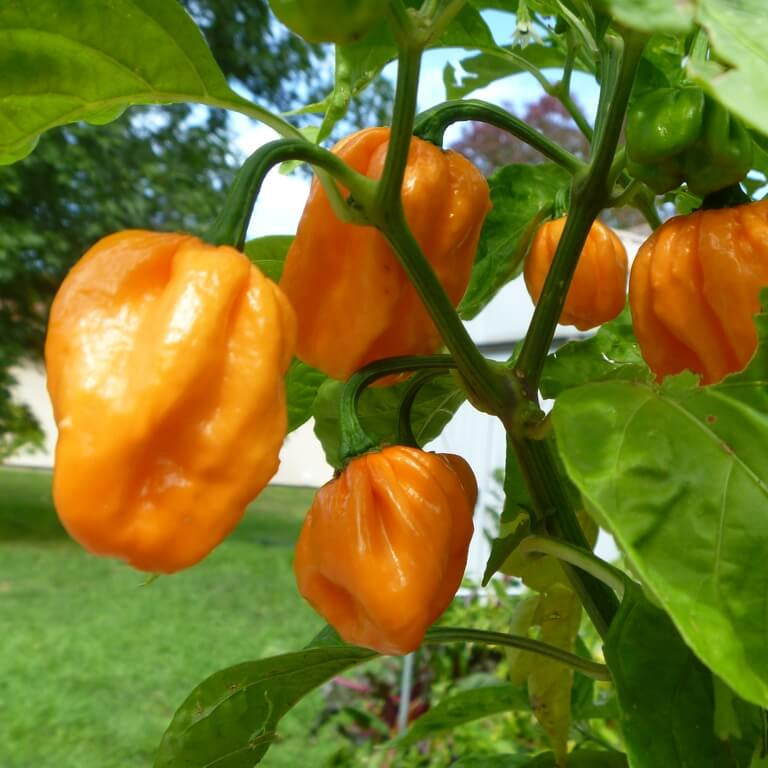 Bahamian Goat Pepper Seeds  - Vegetable Plant