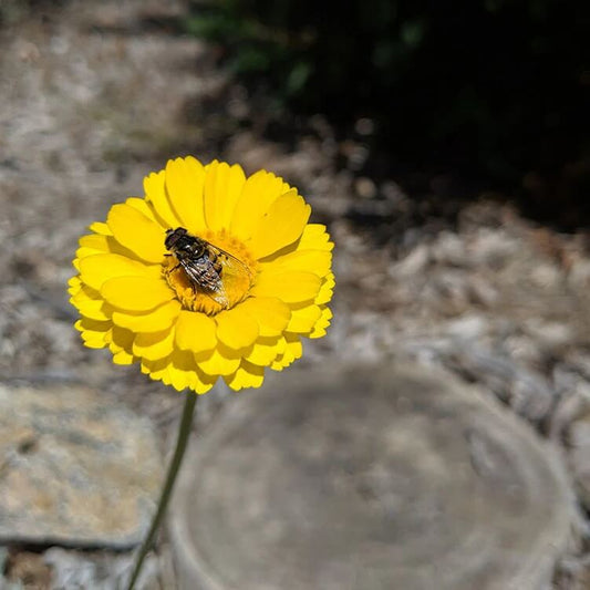Baileya Multiradiata Desert Marigold Seeds - Flower Plant