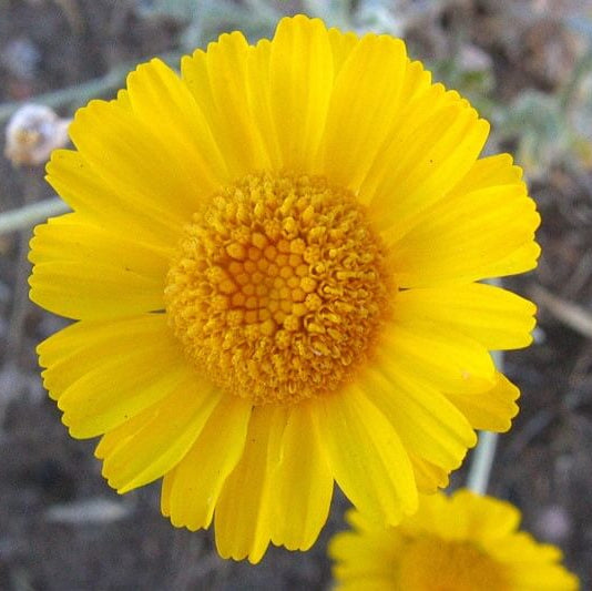 Baileya Multiradiata Desert Marigold Seeds - Flower Plant