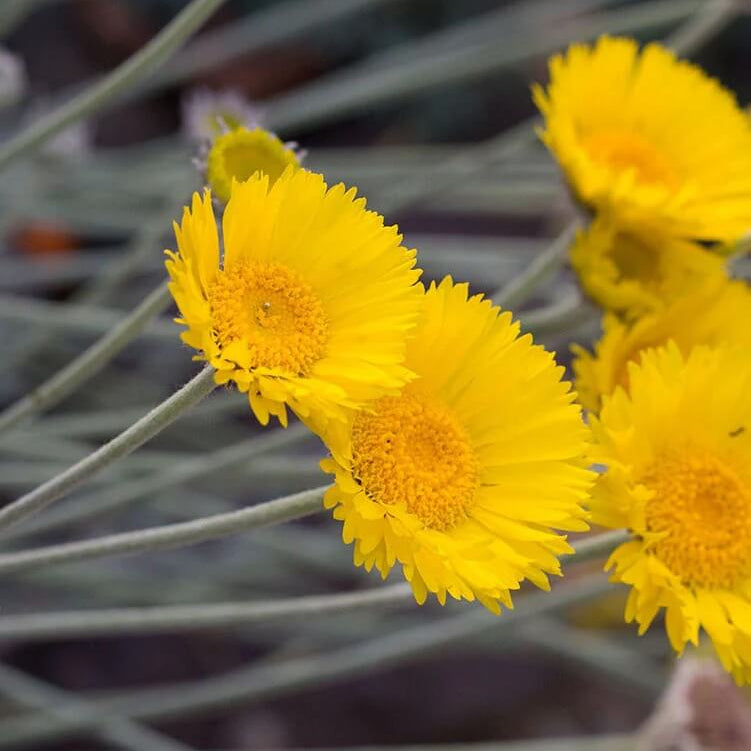 Baileya Multiradiata Desert Marigold Seeds - Flower Plant