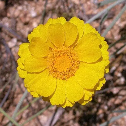 Baileya Multiradiata Desert Marigold Seeds - Flower Plant