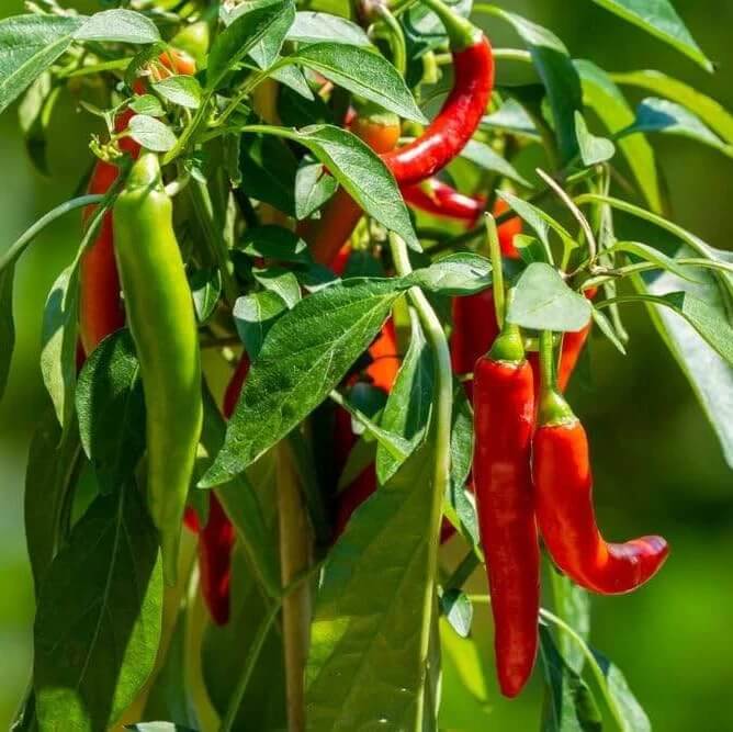 Bajan Seasoning Pepper seeds