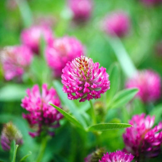 Balansa Clover Seeds - Herbal Plant