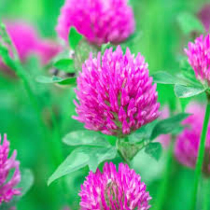 Balansa Clover Seeds - Herbal Plant