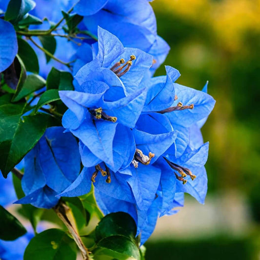 Balcony Blue Bougainvillea Seeds
