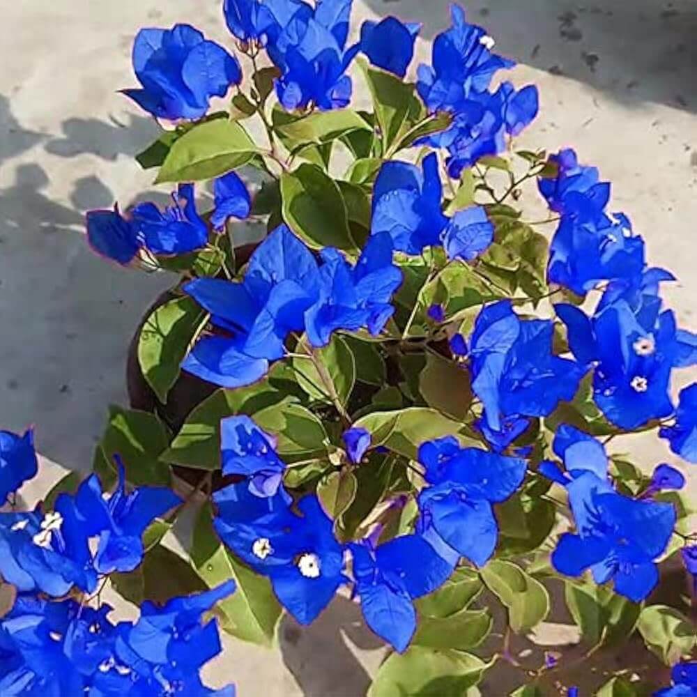 Balcony Blue Bougainvillea Seeds