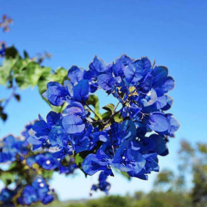 Balcony Blue Bougainvillea Seeds