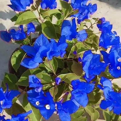 Balcony Blue Bougainvillea Seeds