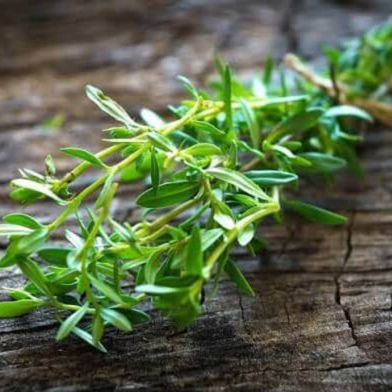 Balkan Savory Seeds
