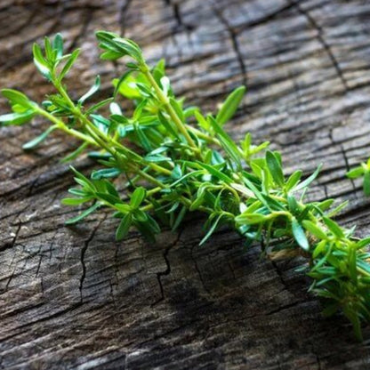 Balkan Savory Seeds