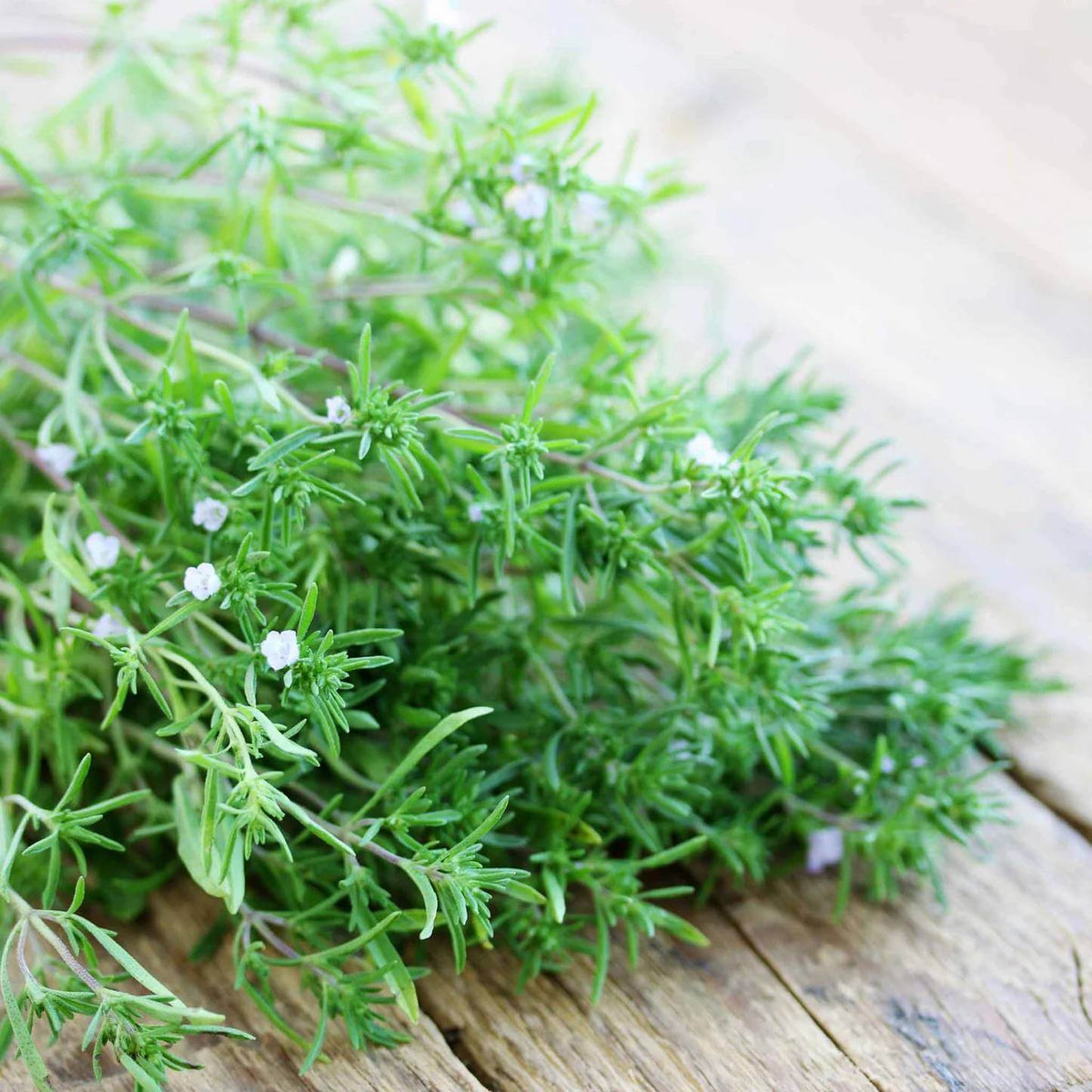 Balkan Savory Seeds
