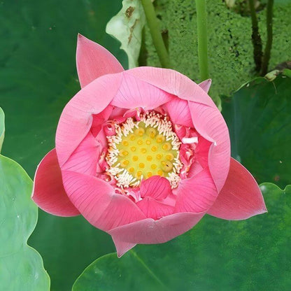 Ball Lotus Seeds - Heirloom Flower Plant for Home Gardens