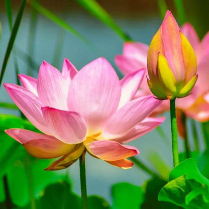 Ball Lotus Seeds - Heirloom Flower Plant for Home Gardens