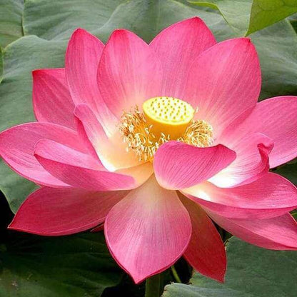 Ball Lotus Seeds - Heirloom Flower Plant for Home Gardens