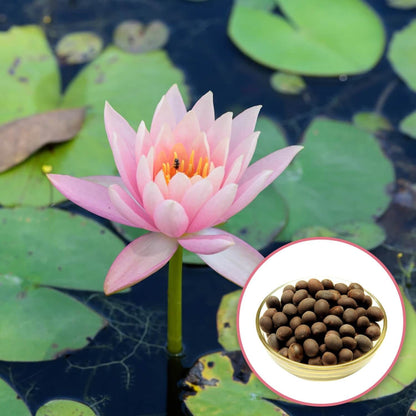 Ball Lotus Seeds - Heirloom Flower Plant for Home Gardens