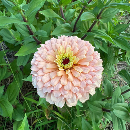 Ballerina Zinnia Seeds - Heirloom Flower Plant for Home Gardens