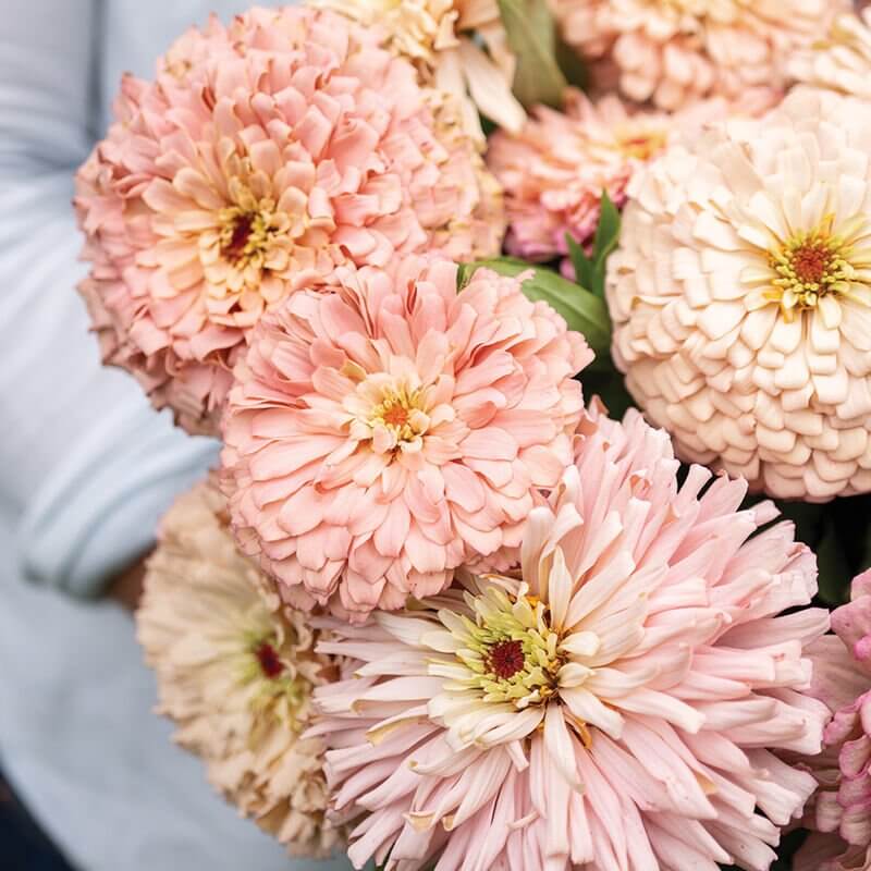 Ballerina Zinnia Seeds - Heirloom Flower Plant for Home Gardens