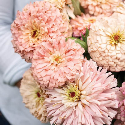Ballerina Zinnia Seeds - Heirloom Flower Plant for Home Gardens
