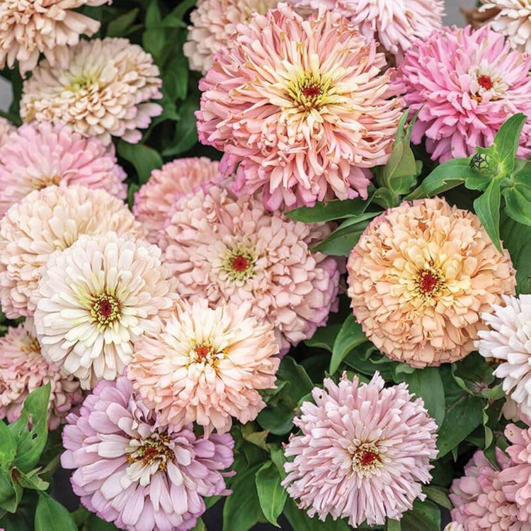 Ballerina Zinnia Seeds - Heirloom Flower Plant for Home Gardens