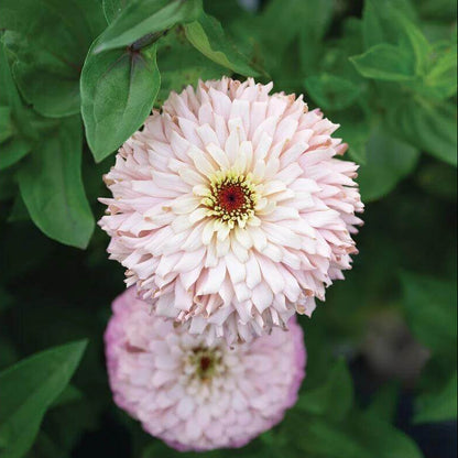 Ballerina Zinnia Seeds - Heirloom Flower Plant for Home Gardens