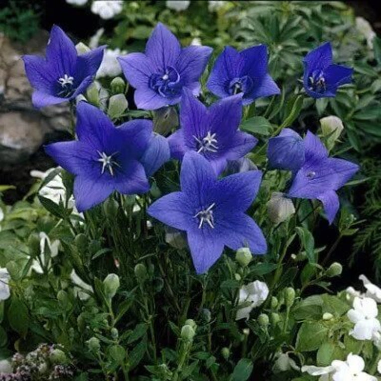 Balloon Flower Seeds - Heirloom Flower Plant for Home Gardens