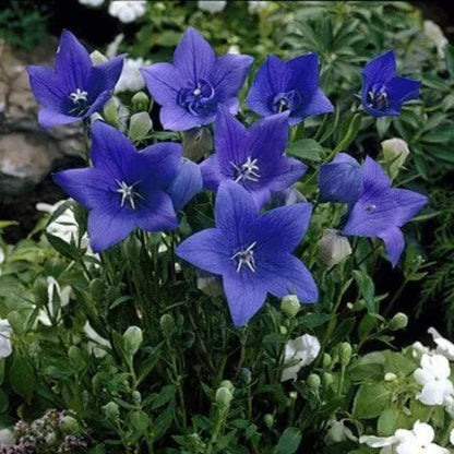 Balloon Flower Seeds - Heirloom Flower Plant for Home Gardens