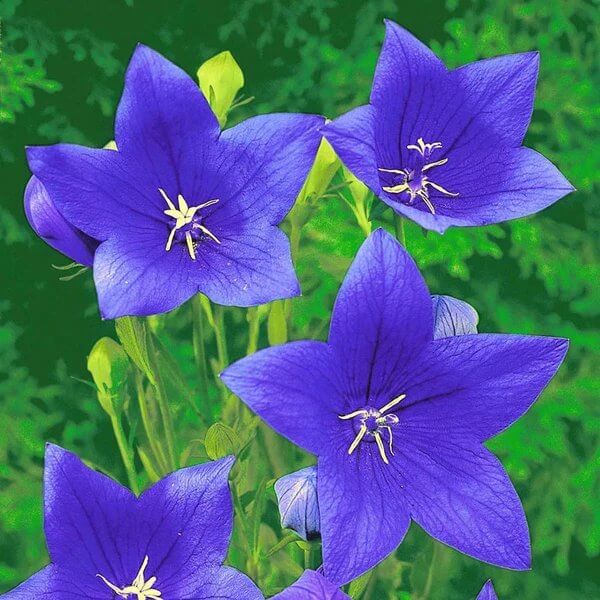 Balloon Flower Seeds - Heirloom Flower Plant for Home Gardens