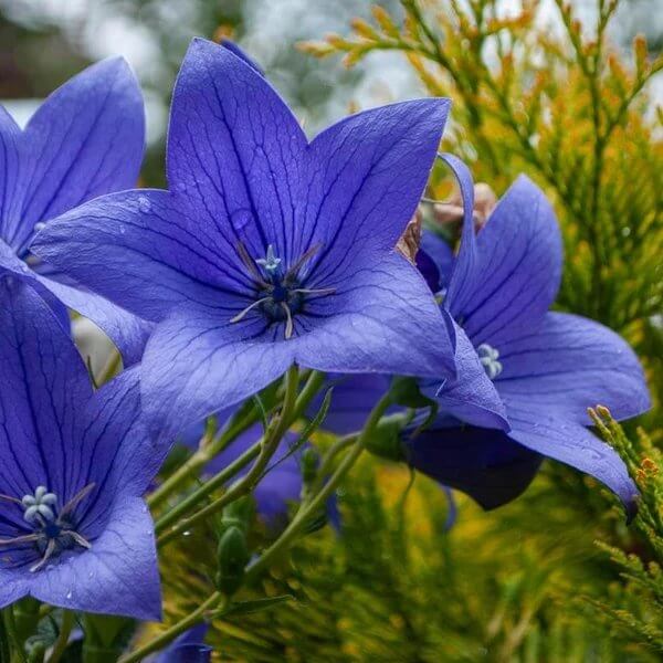 Balloon Flower Seeds - Heirloom Flower Plant for Home Gardens