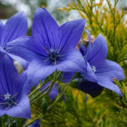 Balloon Flower Seeds - Heirloom Flower Plant for Home Gardens