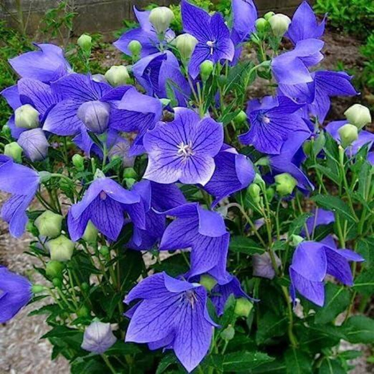 Balloon Flower Seeds - Heirloom Flower Plant for Home Gardens