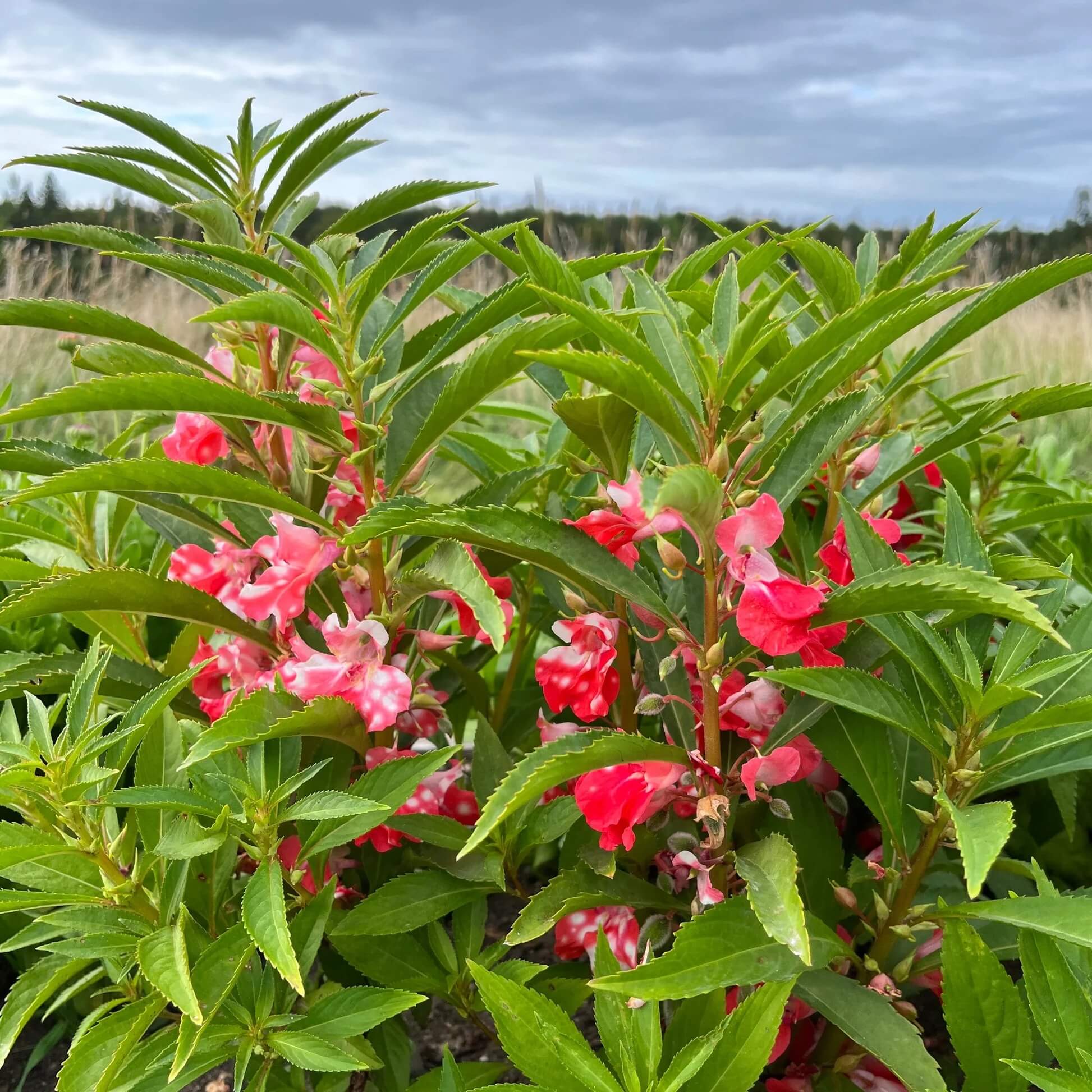 Balsam Camellia Seeds