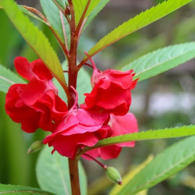Balsam Camellia Seeds