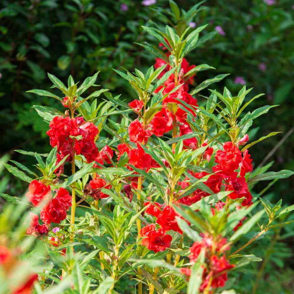 Balsam Camellia Seeds