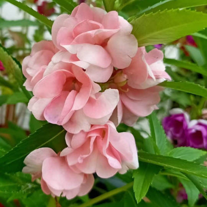 Balsam Impatiens Seeds - Flower Plant