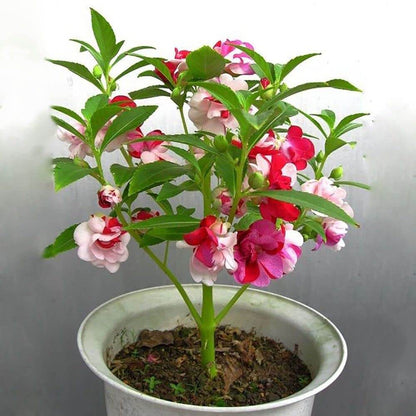Balsam Impatiens Seeds - Flower Plant