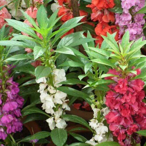 Balsam Impatiens Seeds - Flower Plant