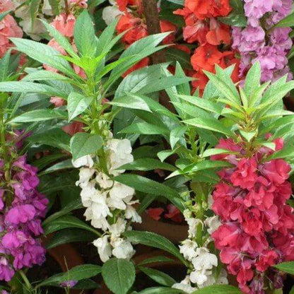 Balsam Impatiens Seeds - Flower Plant