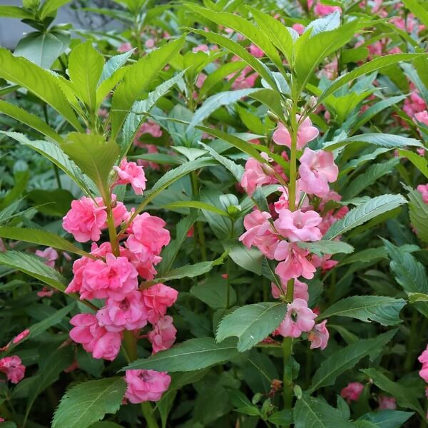 Balsam Seeds