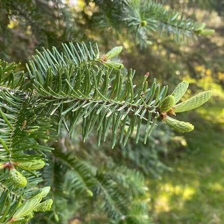 Balsam Tree Seeds 