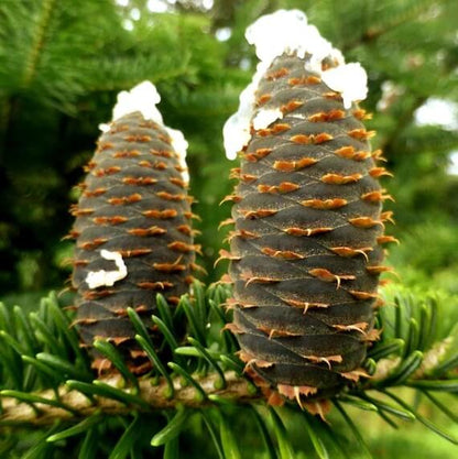 Balsam Tree Seeds 