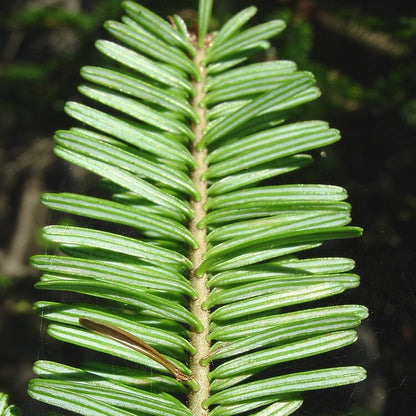 Balsam Tree Seeds 
